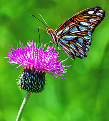 Butterfly landing on Milk Thistle flower