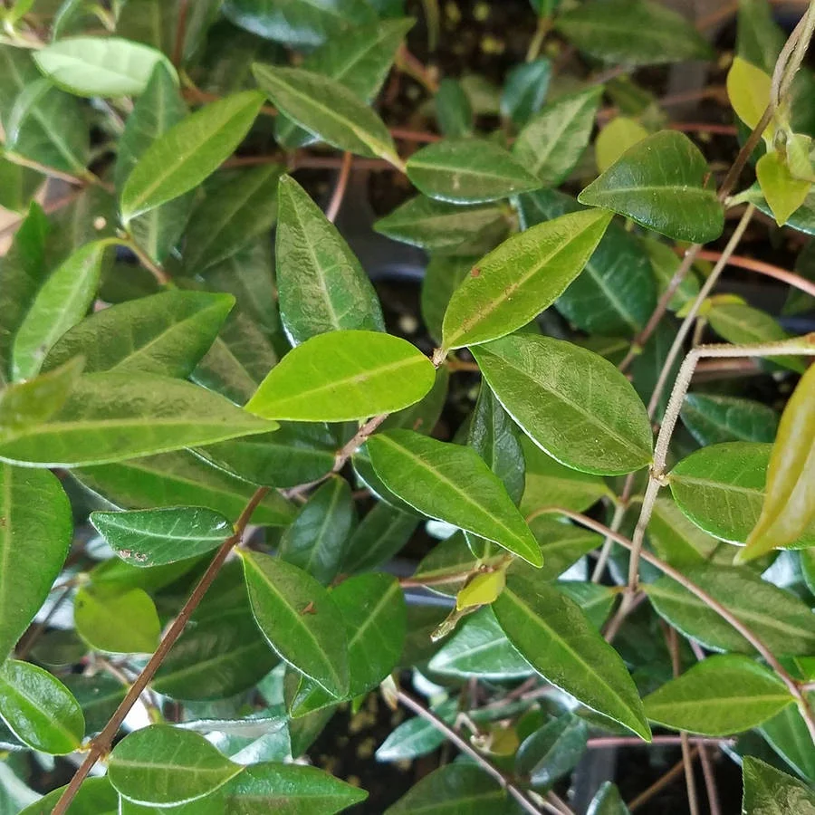 Expert Gardener Asiatic Jasmine - 54 Pack (3.25 In. Pots) Evergreen Groundcover Vine - Full Sun Live Outdoor Plant - Image 2
