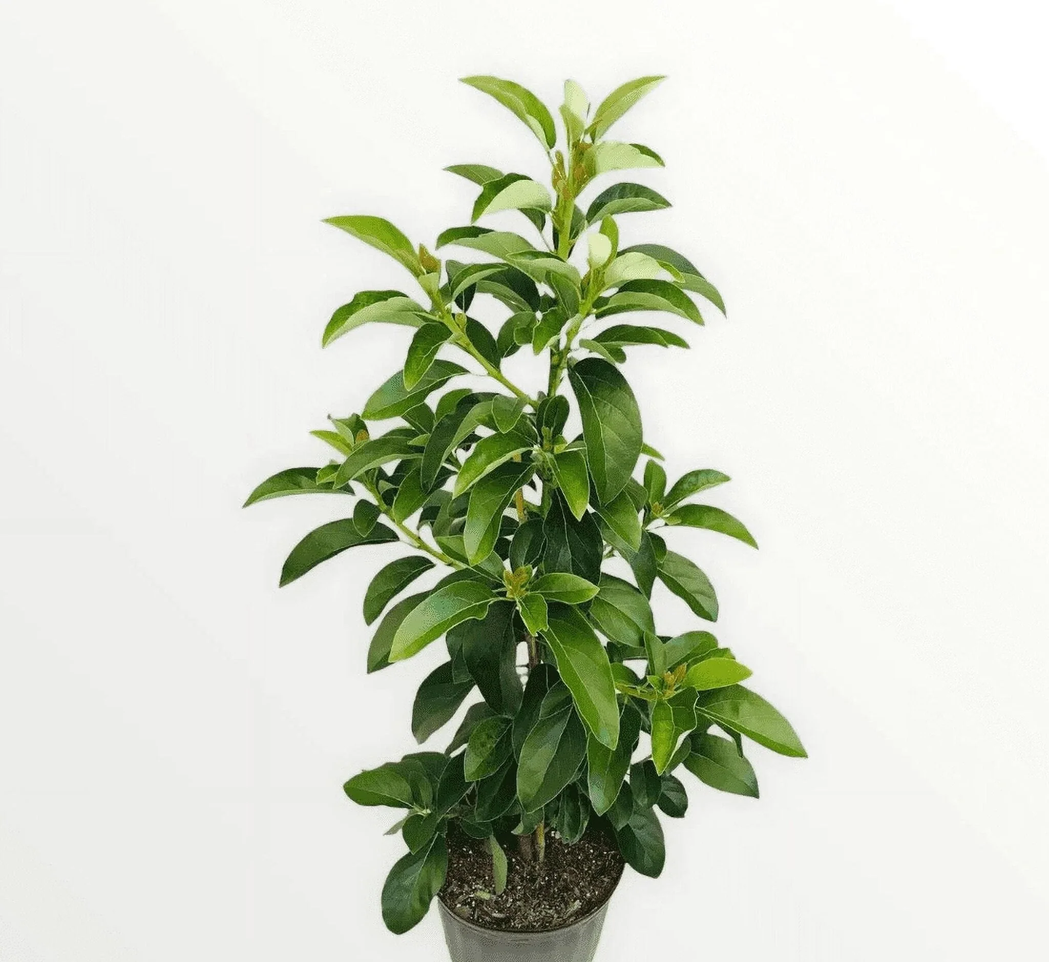 Grafted Mexicola Grande Avocado Tree 2-4FT Tall - Image 2 Grafted Mexicola Grande Avocado Tree 2-4FT Tall - Image 2