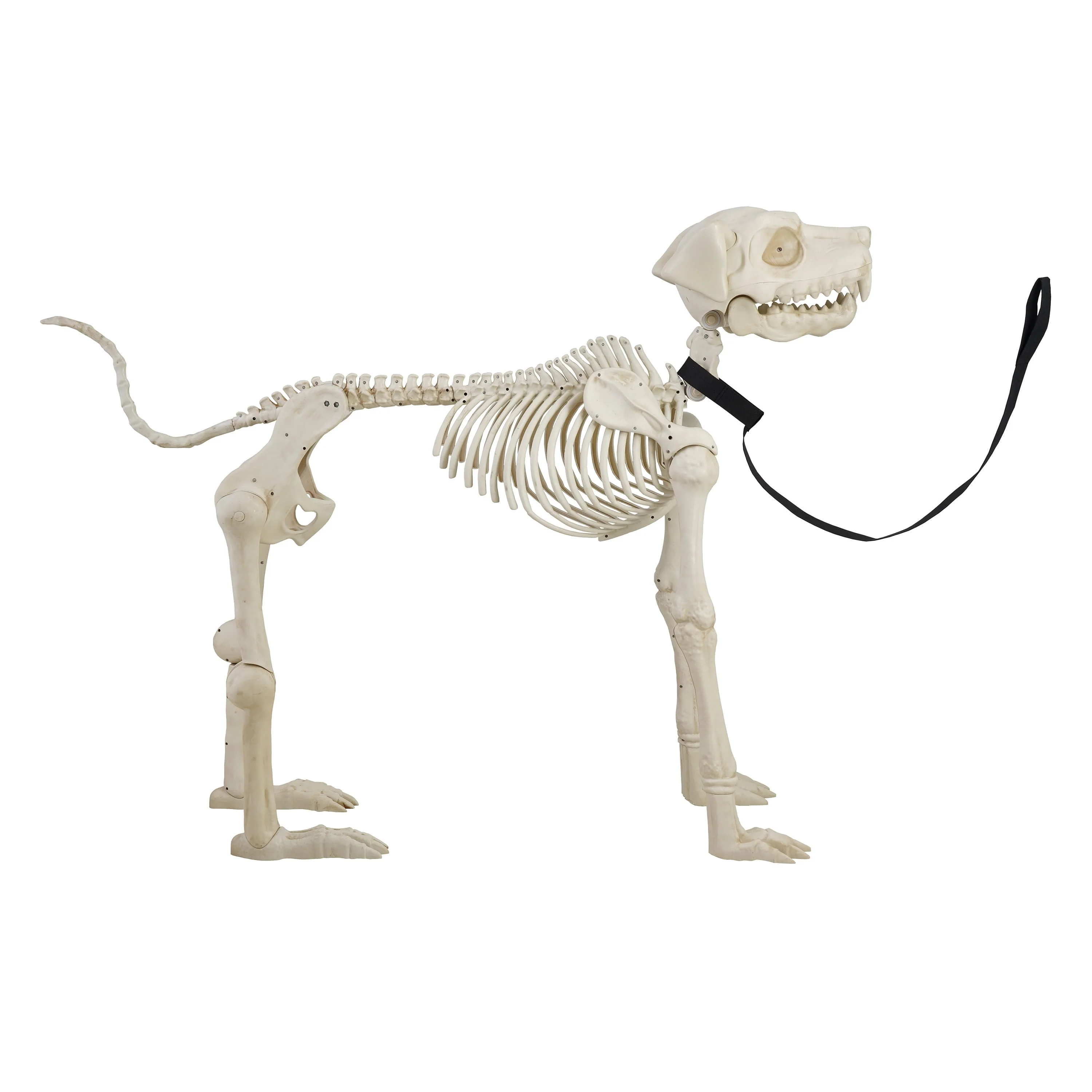 Way To Celebrate Animated Skeleton Dog Halloween Decoration, Beige, 60 in - Image 5 Way To Celebrate Animated Skeleton Dog Halloween Decoration, Beige, 60 in - Image 5
