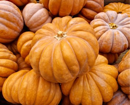 Butternut squash – Aromatic & versatile for soup, oven & purée