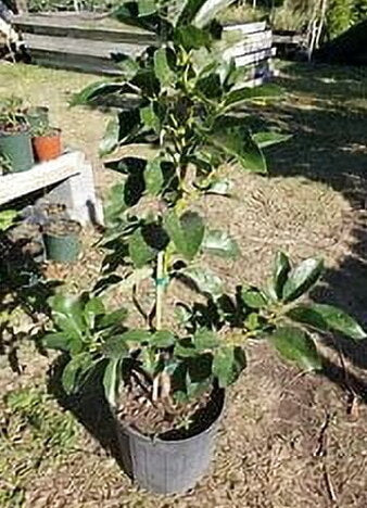 Grafted Mexicola Grande Avocado Tree 2-4FT Tall - Image 6 Grafted Mexicola Grande Avocado Tree 2-4FT Tall - Image 6