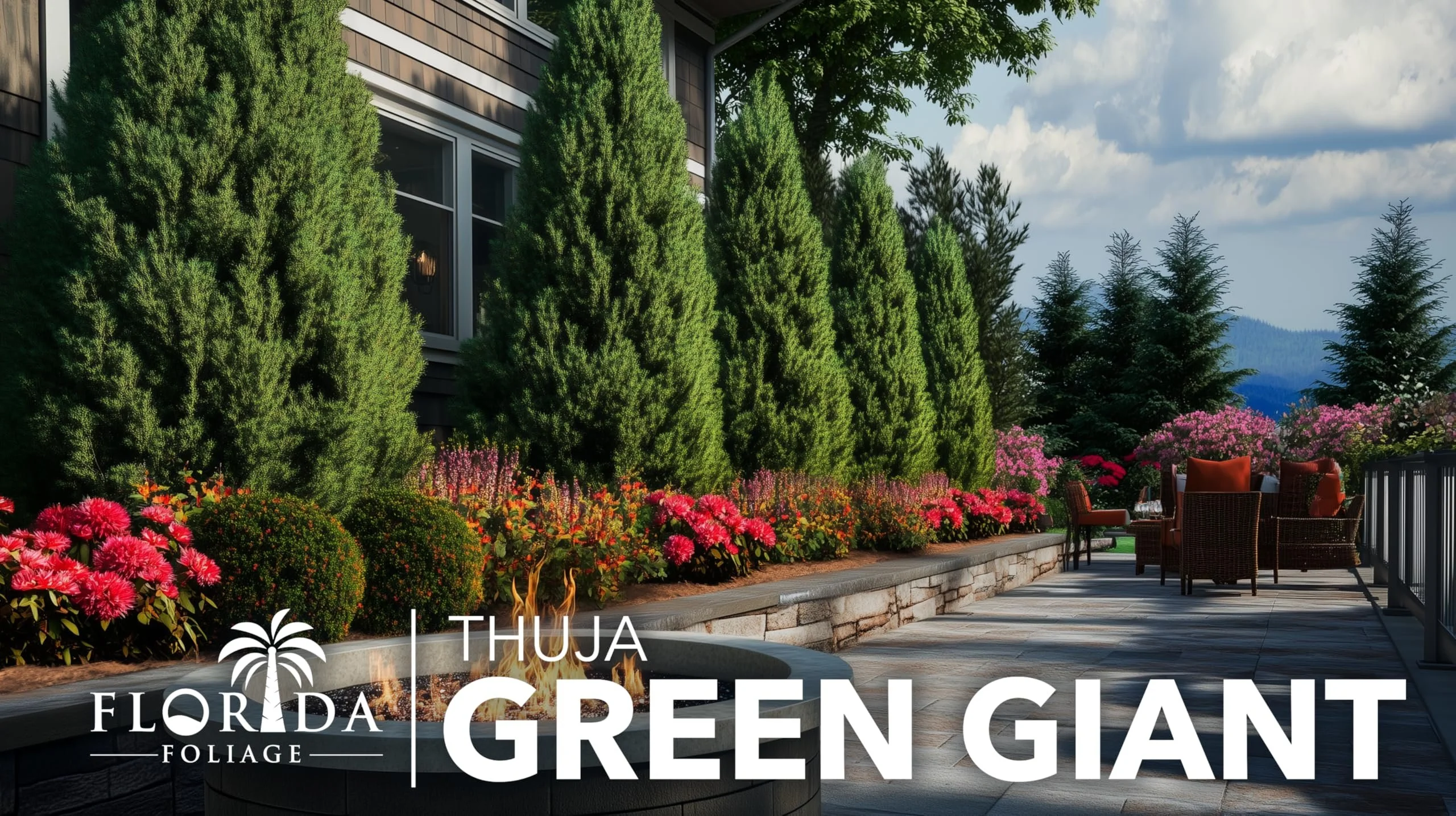 Thuja Green Giant  40 Live Plants  Thuja standishii x plicata  Fast Growing Evergreen Trees  Privacy Hedge Plants for Landscaping