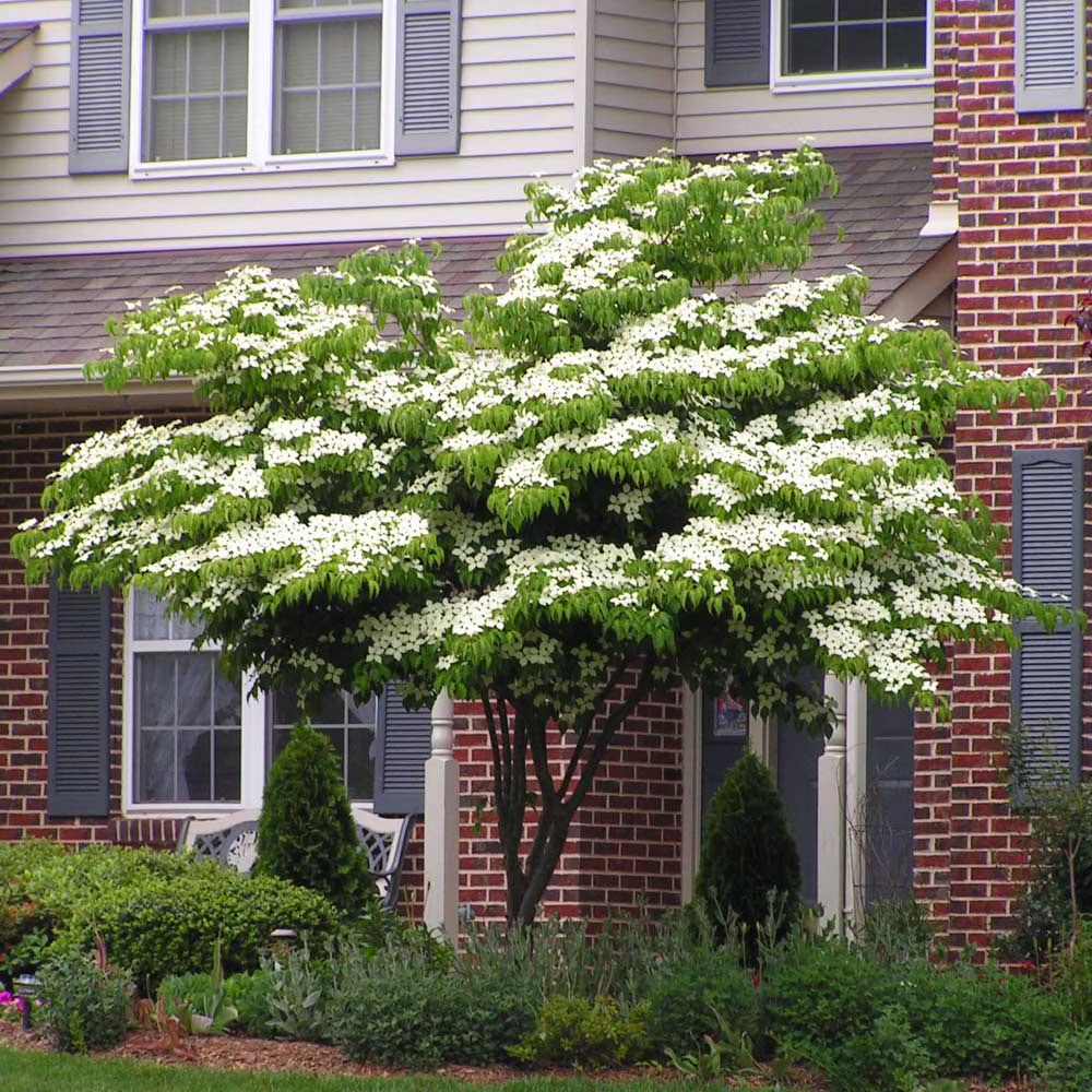 Brighter Blooms - White Kousa Dogwood, 3-4 ft. - No Shipping to AZ, FL - Image 6