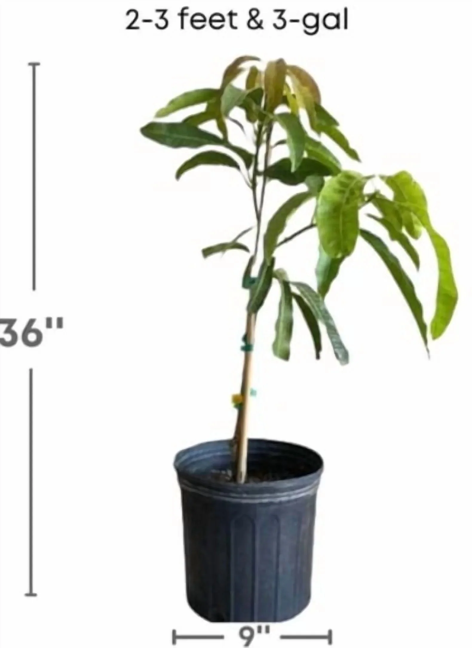 Malika Dwarf Cold Hardy Grafted Mango Tree, 2-4 Feet Tall - Image 6 Malika Dwarf Cold Hardy Grafted Mango Tree, 2-4 Feet Tall - Image 6