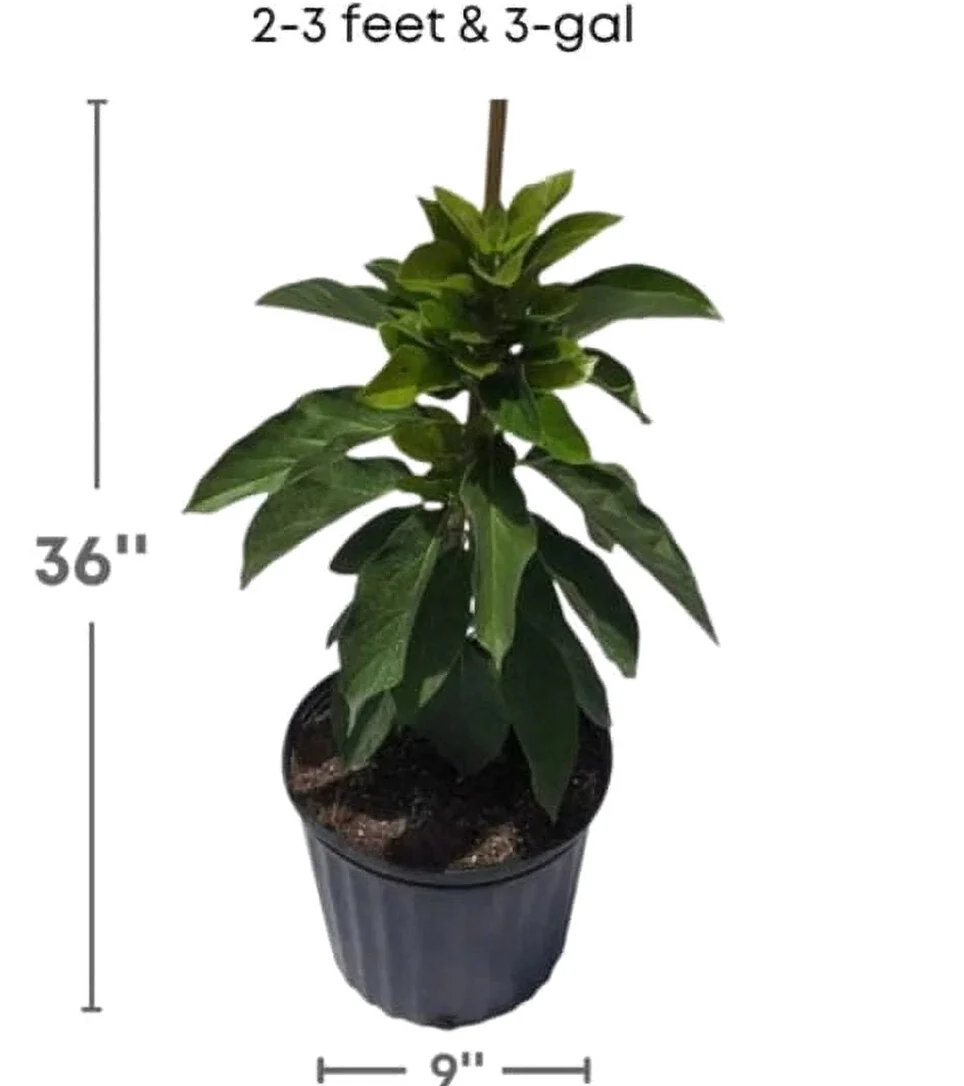 Grafted Mexicola Grande Avocado Tree 2-4FT Tall - Image 3 Grafted Mexicola Grande Avocado Tree 2-4FT Tall - Image 3