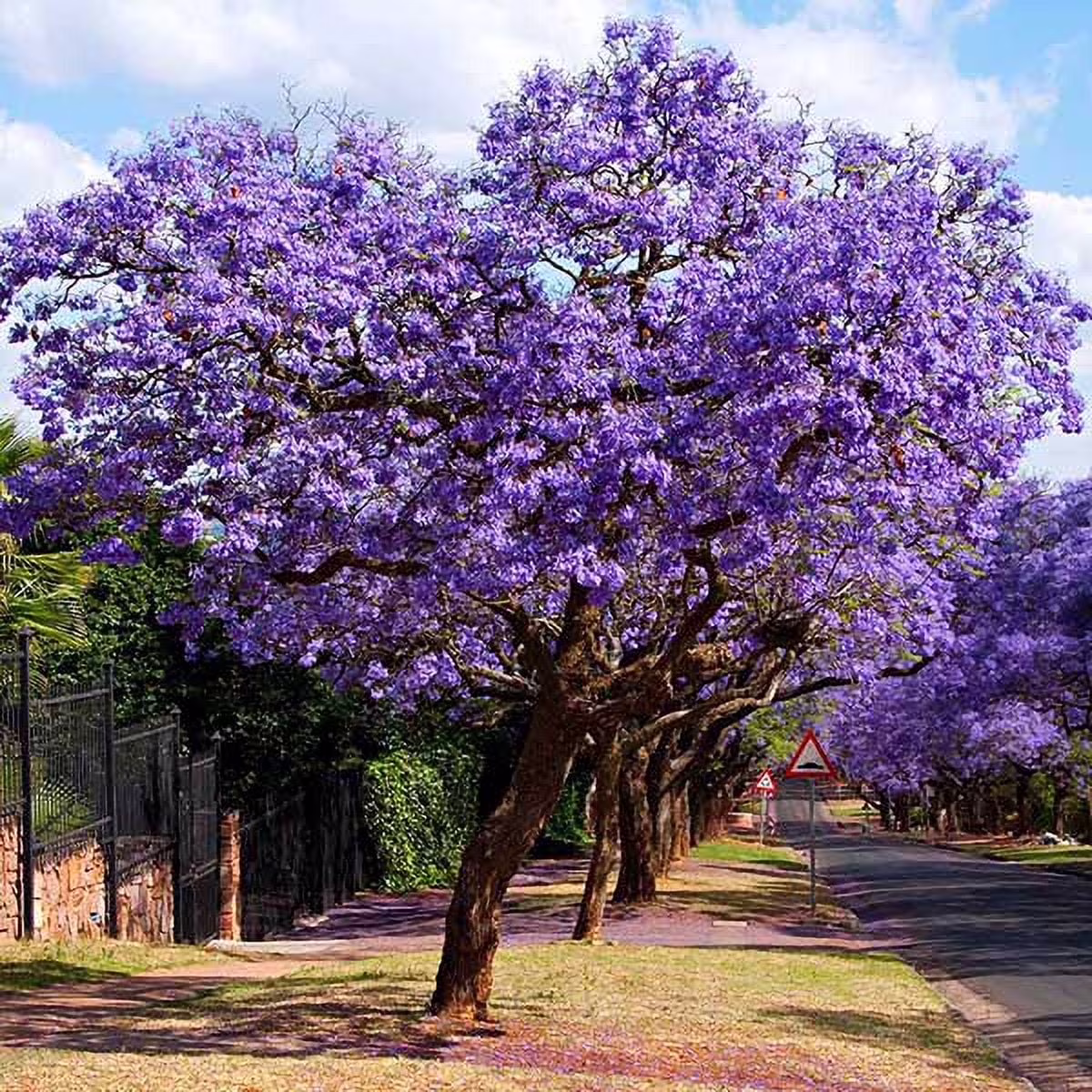 Brighter Blooms - Jacaranda Tree, 2-3 ft. - No Shipping To AZ - Image 7