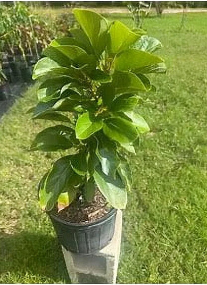 Grafted Mexicola Grande Avocado Tree 2-4FT Tall - Image 5 Grafted Mexicola Grande Avocado Tree 2-4FT Tall - Image 5