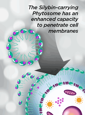 The Silybin-carrying Phytosome has an enhanced capacity to penetrate cell membranes