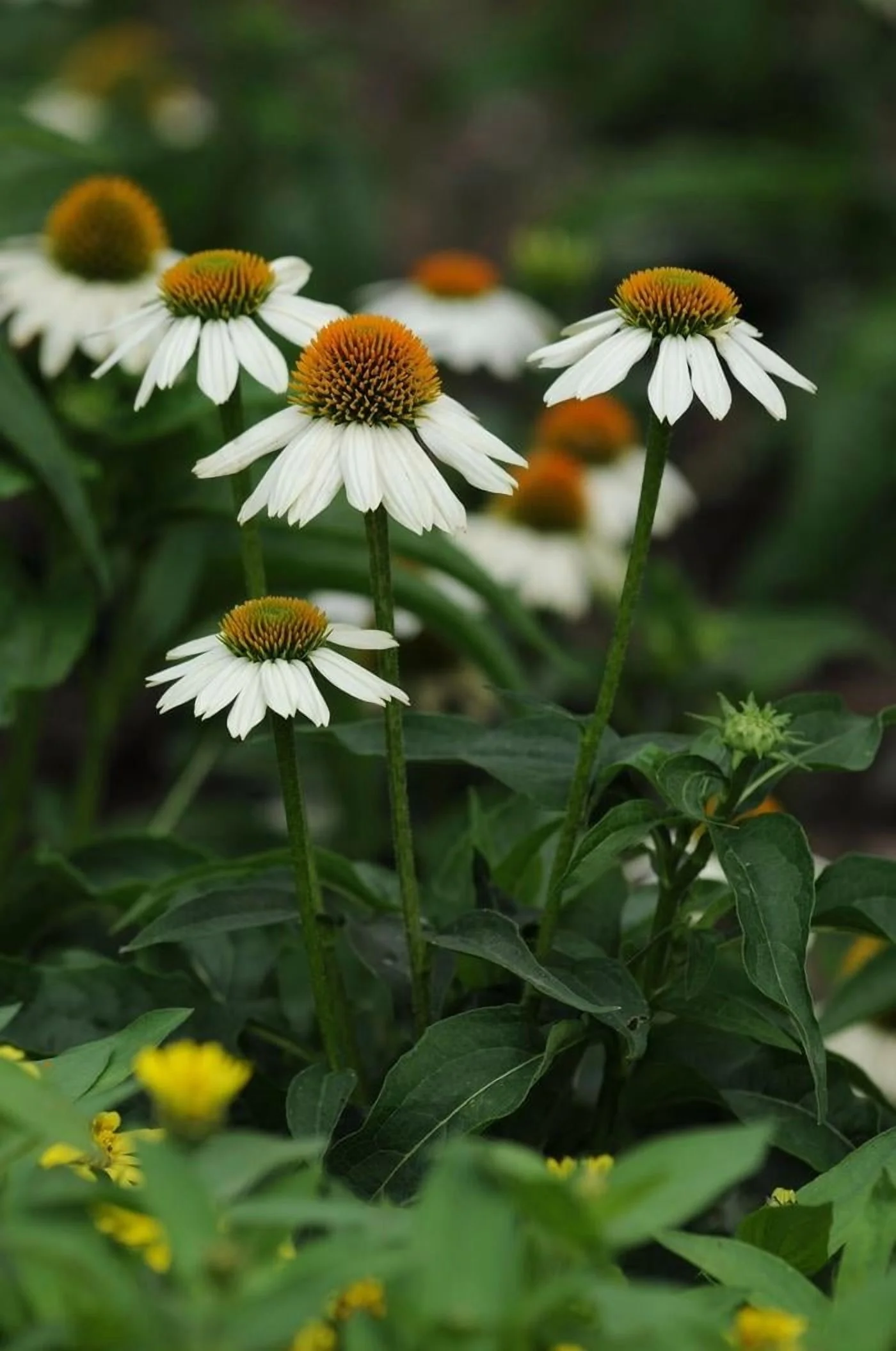 PowWow White Coneflower-Echinacea purpurea-Versatile Perennial for Gardens  1 Gallon (Pack of 4)