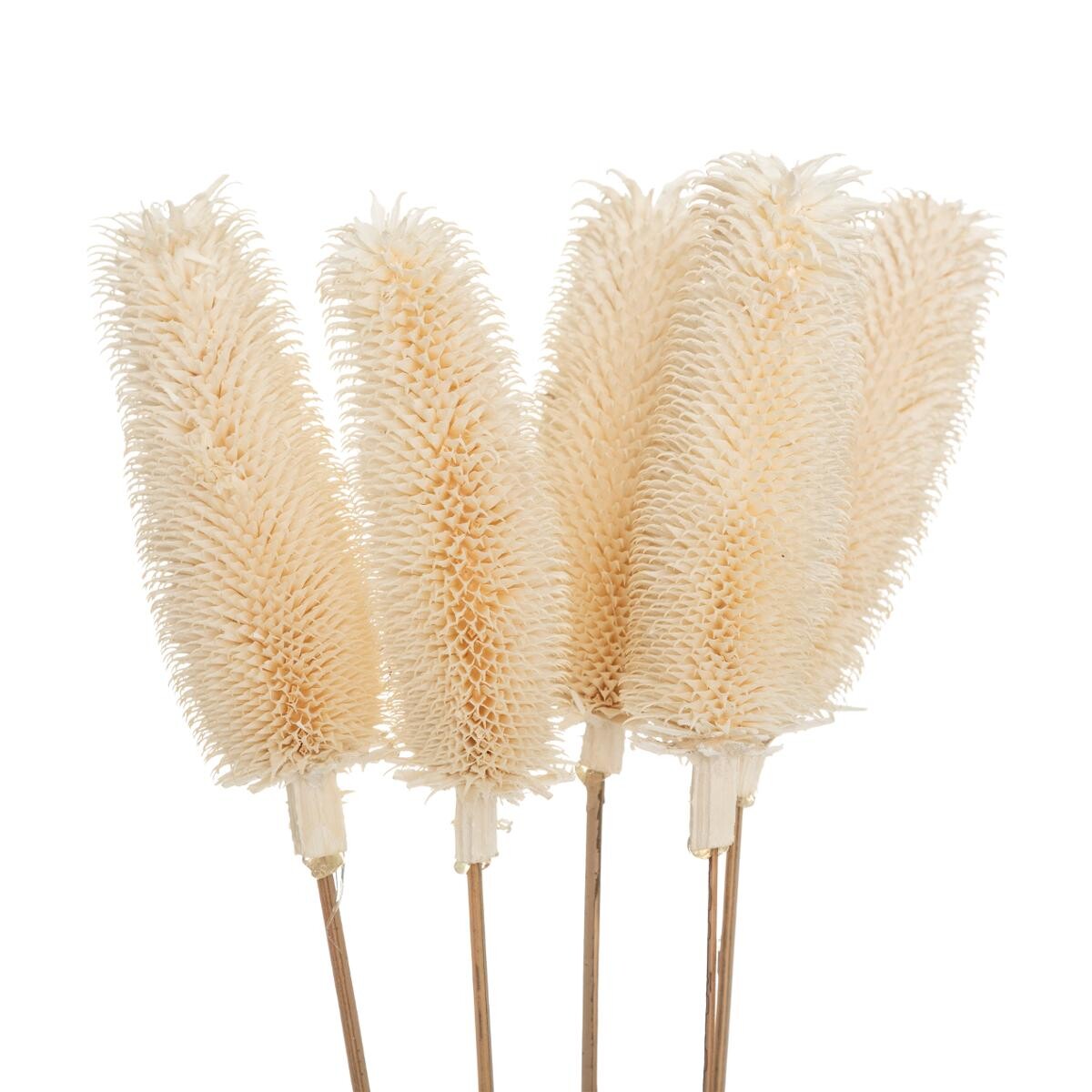 Bunch of dried plants H.78 cm