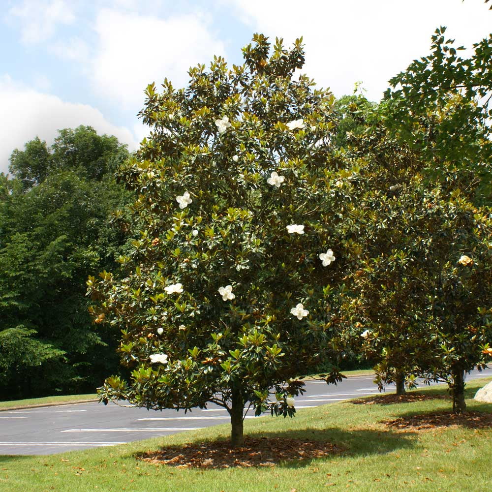 Brighter Blooms - Little Gem Magnolia Tree, 3-4 ft. - No Shipping To AZ,OR - Image 5