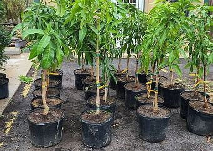 Malika Dwarf Cold Hardy Grafted Mango Tree, 2-4 Feet Tall - Image 5 Malika Dwarf Cold Hardy Grafted Mango Tree, 2-4 Feet Tall - Image 5