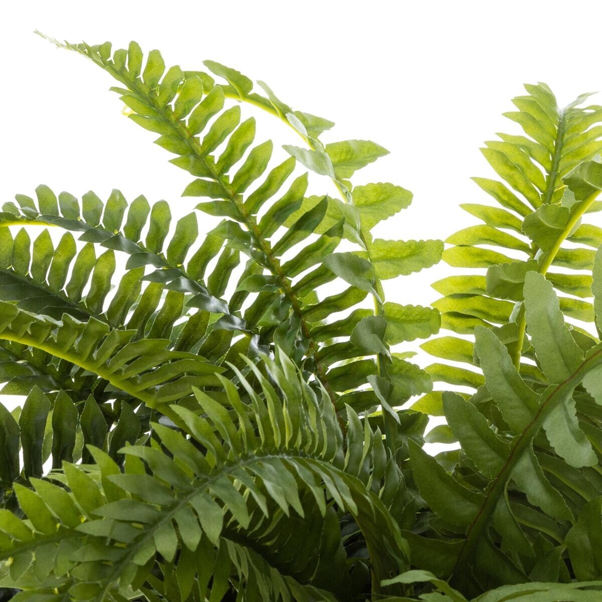 Artificial fern Green, H.55 cm