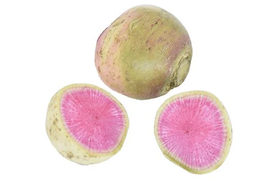 Radish Red Meat – Mild Asian radish with a pink surprise core