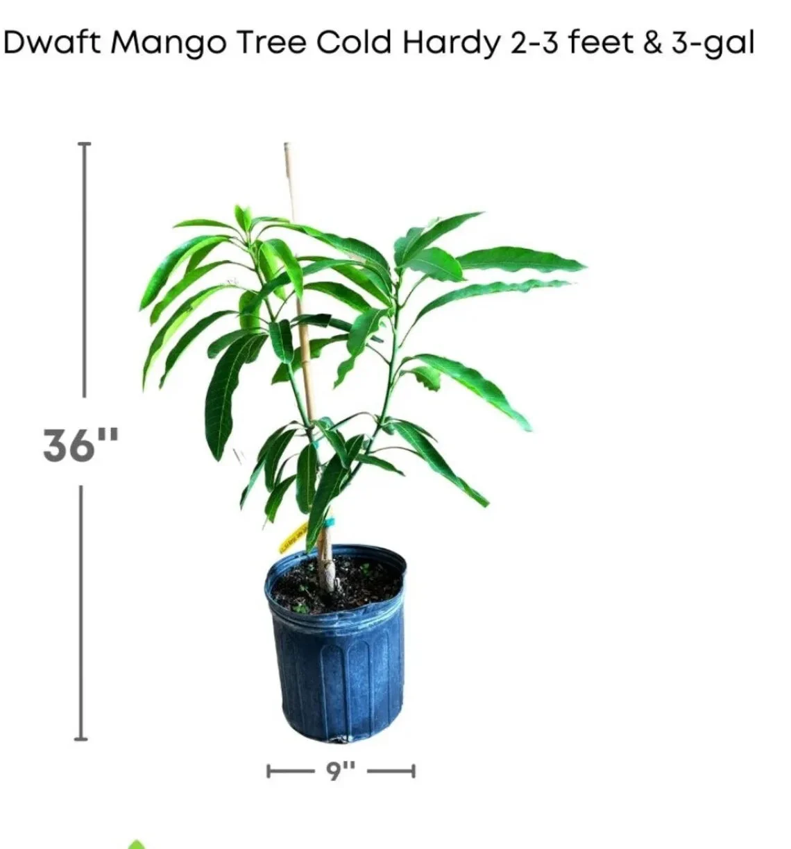 Malika Dwarf Cold Hardy Grafted Mango Tree, 2-4 Feet Tall - Image 2 Malika Dwarf Cold Hardy Grafted Mango Tree, 2-4 Feet Tall - Image 2