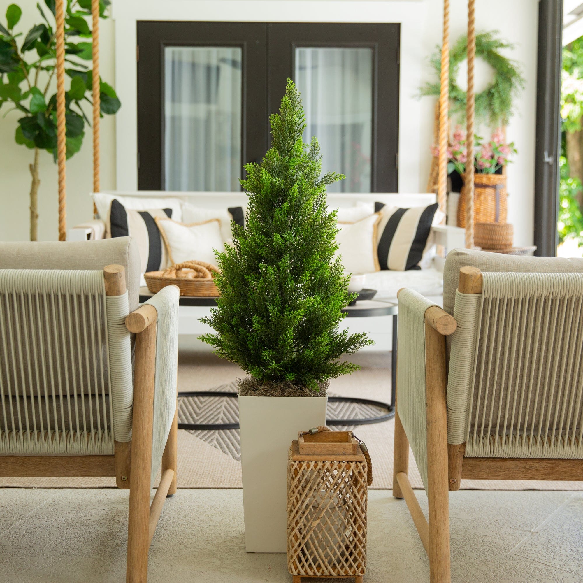 Cedar Trees