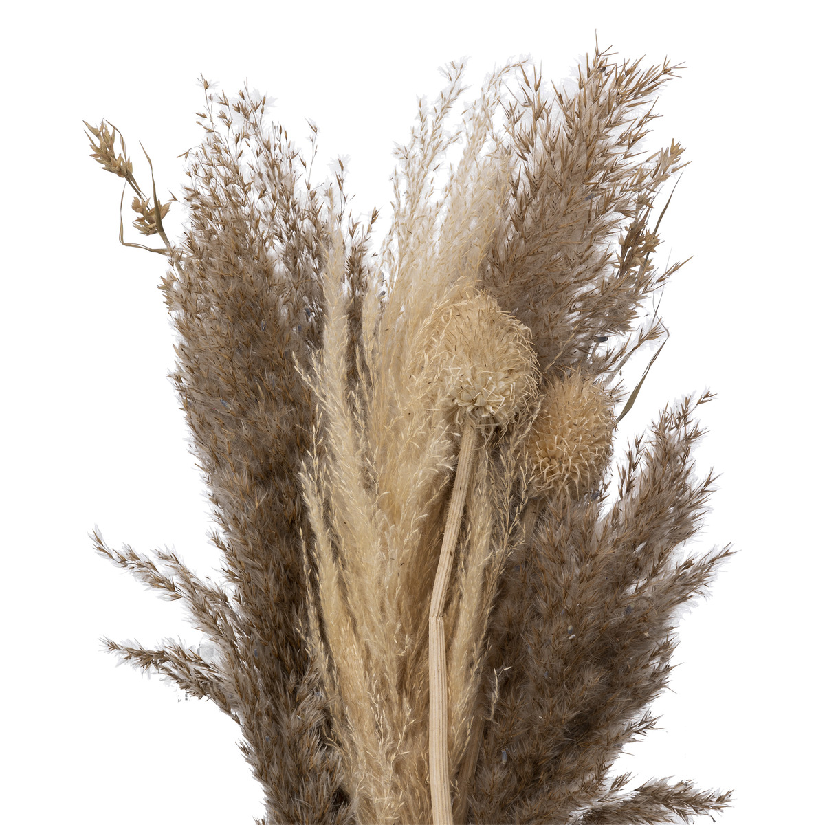 Dried pampas bouquet "Ori" Ivory white, H.58 cm