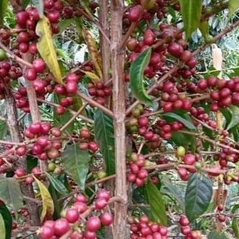 Ethiopia Natural Single Origin- Medium Light Roast