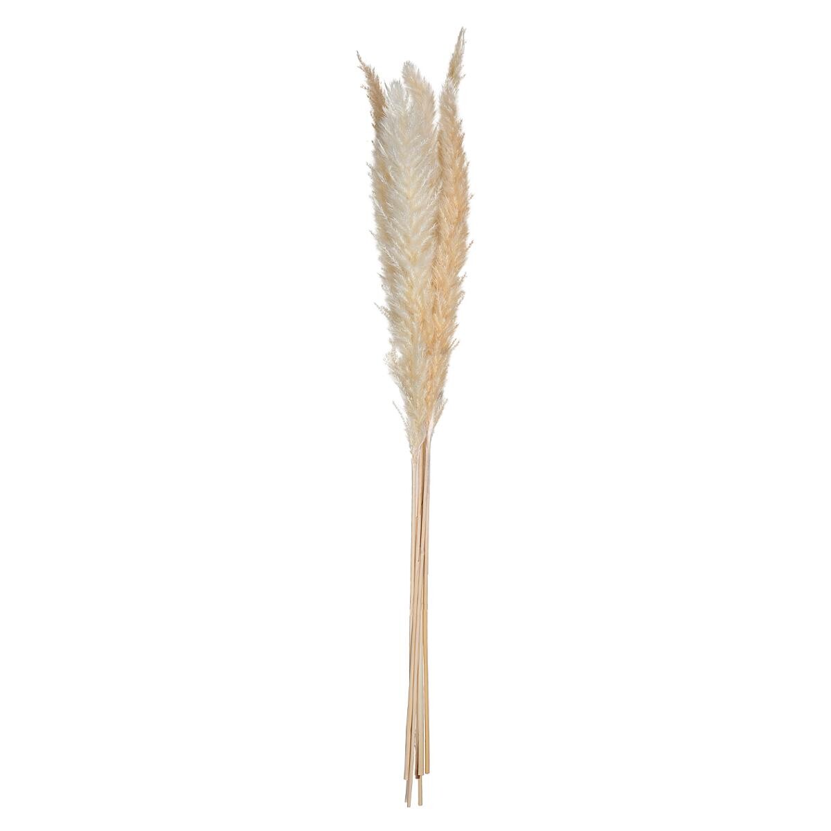Set of 6 dried flowers "Natural Pampa" Ivory white, H.65 cm