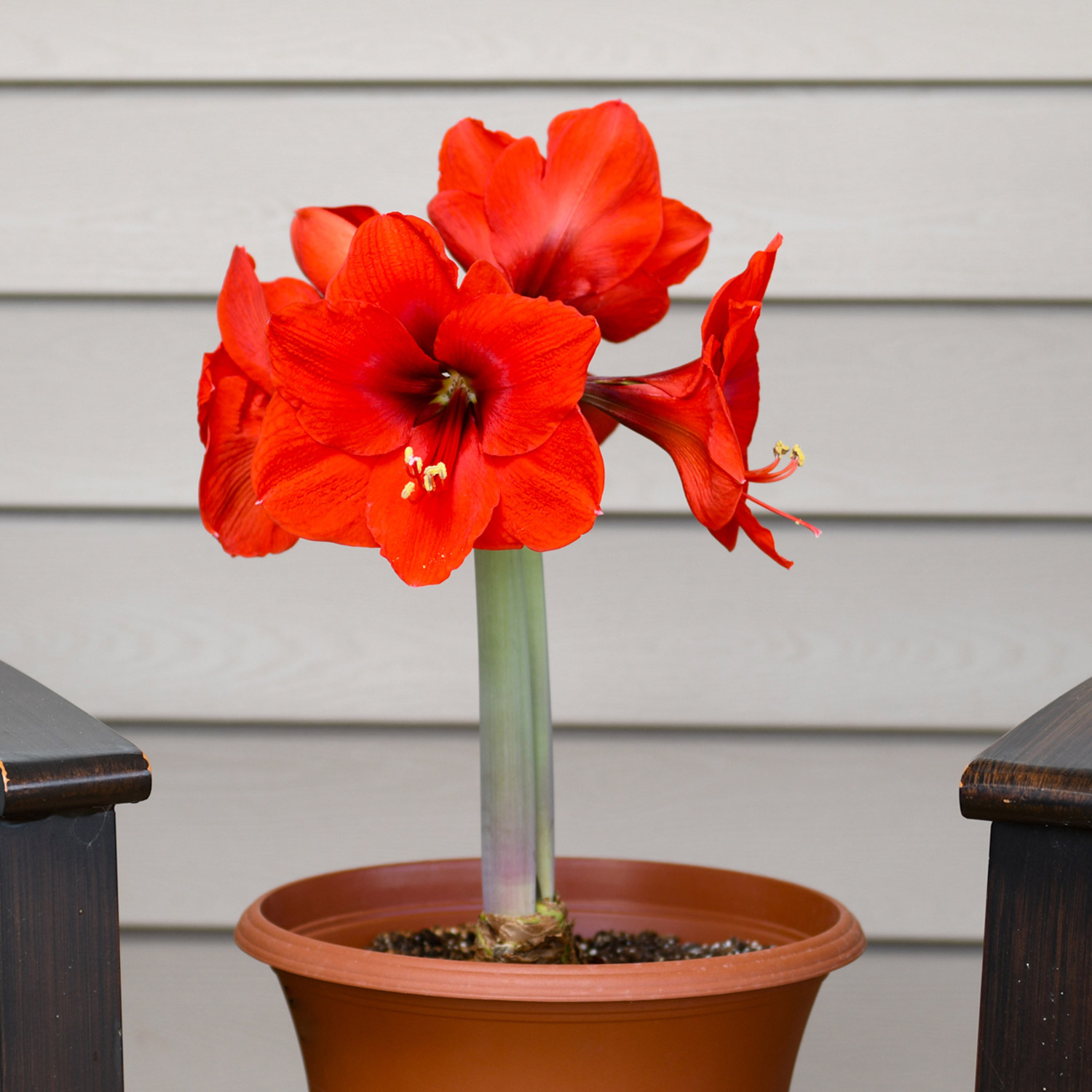 Bloomaker Red Lion Amaryllis Bulbs Variety