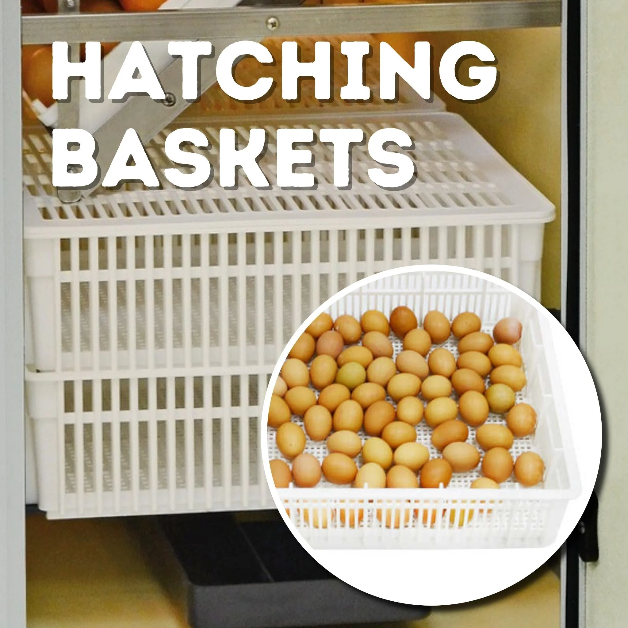 HB175C Egg Incubator with Hatcher Combo. Automatic Egg Turning and Humidity Control, Adjustable Egg Setter Trays, Perfect Poultry Incubator, Set and Forget Design. - Cimuka by Hatching Time - Image 10