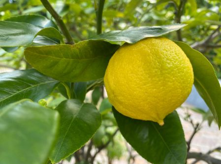 Bergamot from Italy – Fragrant citrus fruit for tea & desserts