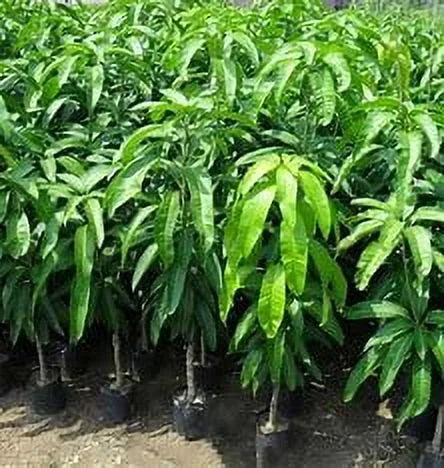 Malika Dwarf Cold Hardy Grafted Mango Tree, 2-4 Feet Tall - Image 3 Malika Dwarf Cold Hardy Grafted Mango Tree, 2-4 Feet Tall - Image 3