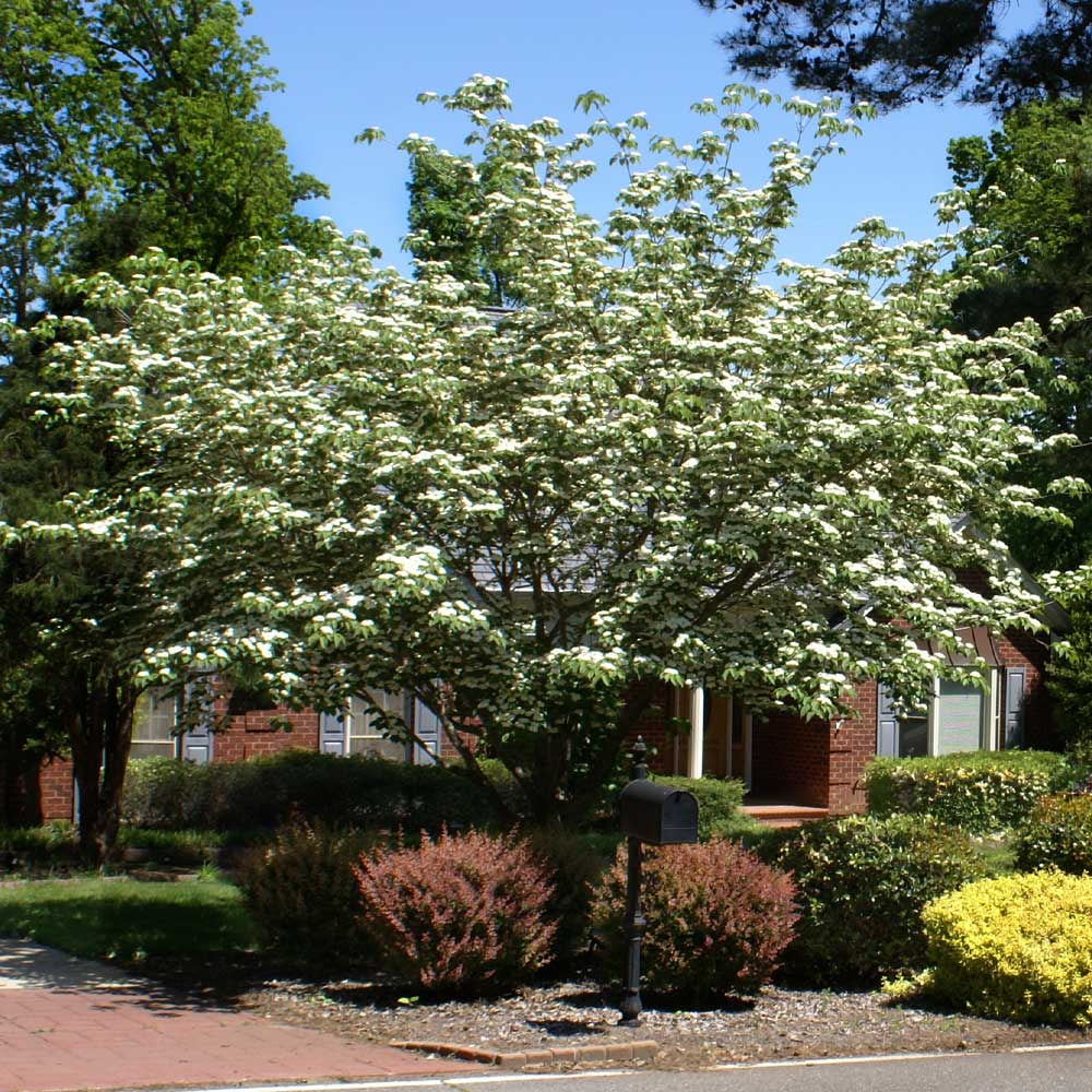 Brighter Blooms - White Kousa Dogwood, 3-4 ft. - No Shipping to AZ, FL - Image 5