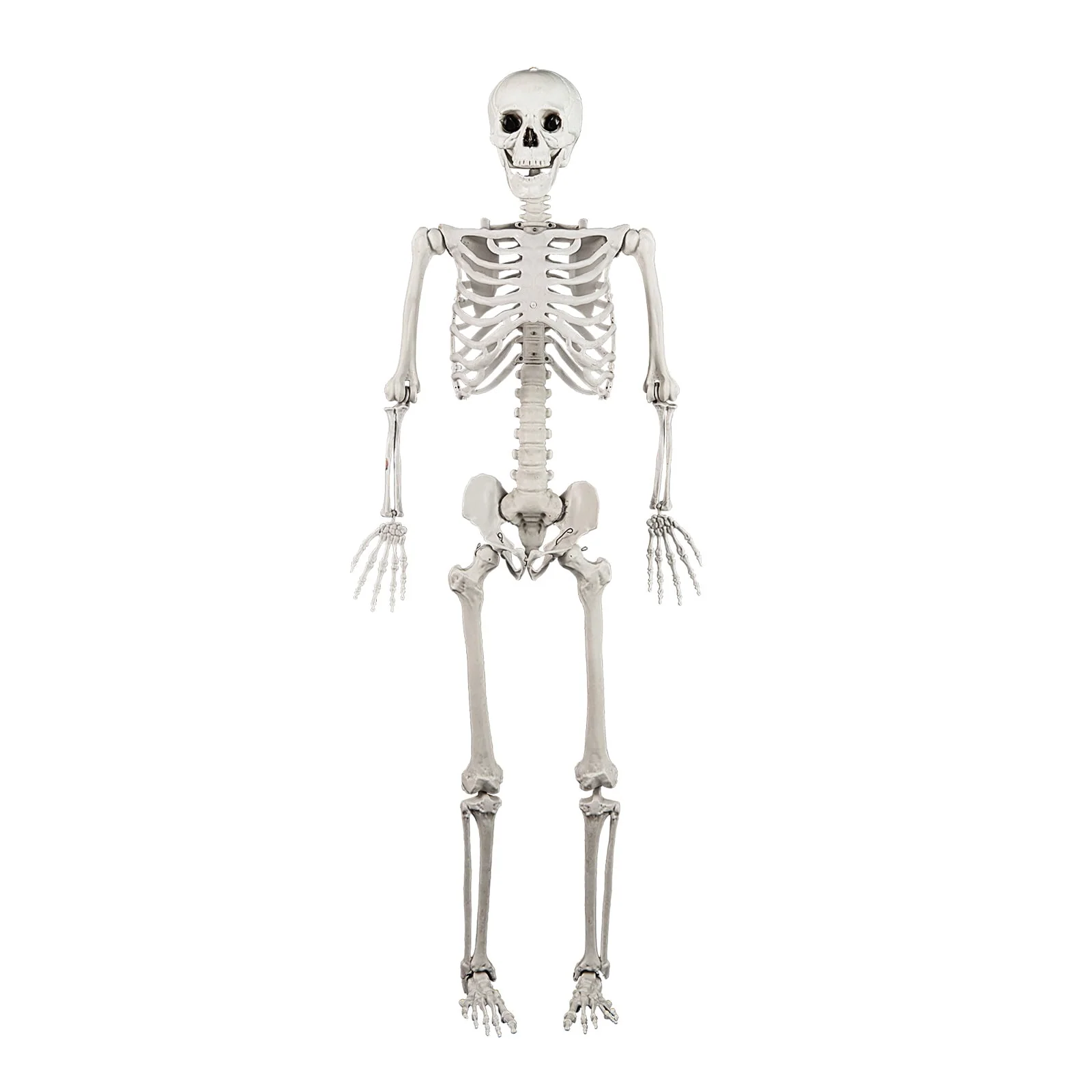 Costway 5.4 FT Halloween Skeleton Decoration Life Size Large Skeleton with Posable Joints 64.5 Inches Ivory White - Image 10 Costway 5.4 FT Halloween Skeleton Decoration Life Size Large Skeleton with Posable Joints 64.5 Inches Ivory White - Image 10
