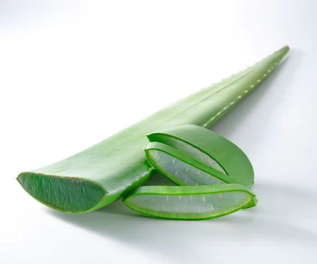 Aloe Vera Leaves – Fresh Gel for Skin Care, Drinks & More