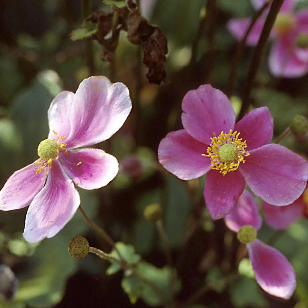 September Charm Japanese Anemone-Perennial-Elegant pink flowers  1 Gallon (Pack of 4)