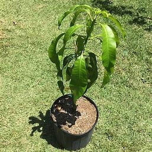 Malika Dwarf Cold Hardy Grafted Mango Tree, 2-4 Feet Tall - Image 4 Malika Dwarf Cold Hardy Grafted Mango Tree, 2-4 Feet Tall - Image 4