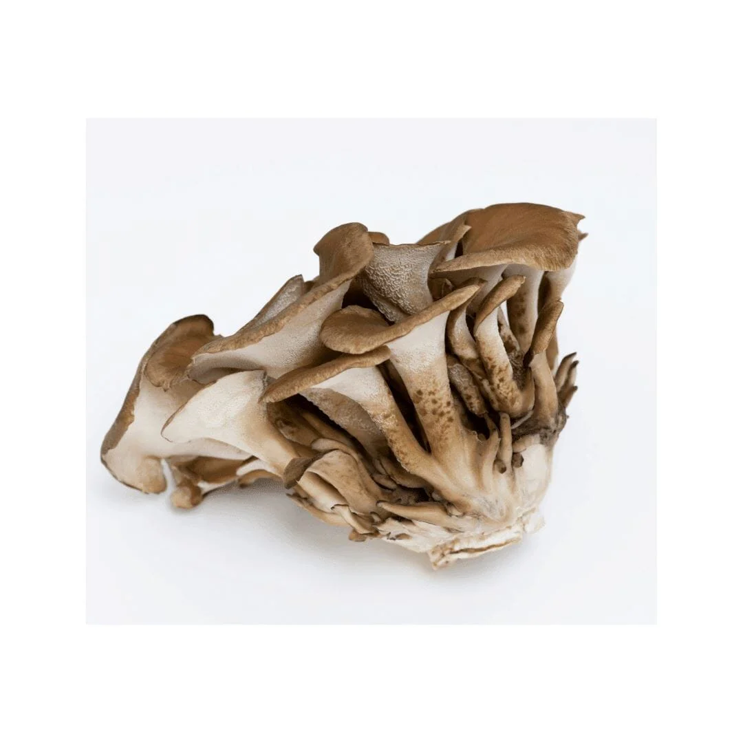 Maitake mushrooms – noble medicinal mushrooms for delicious and healthy dishes