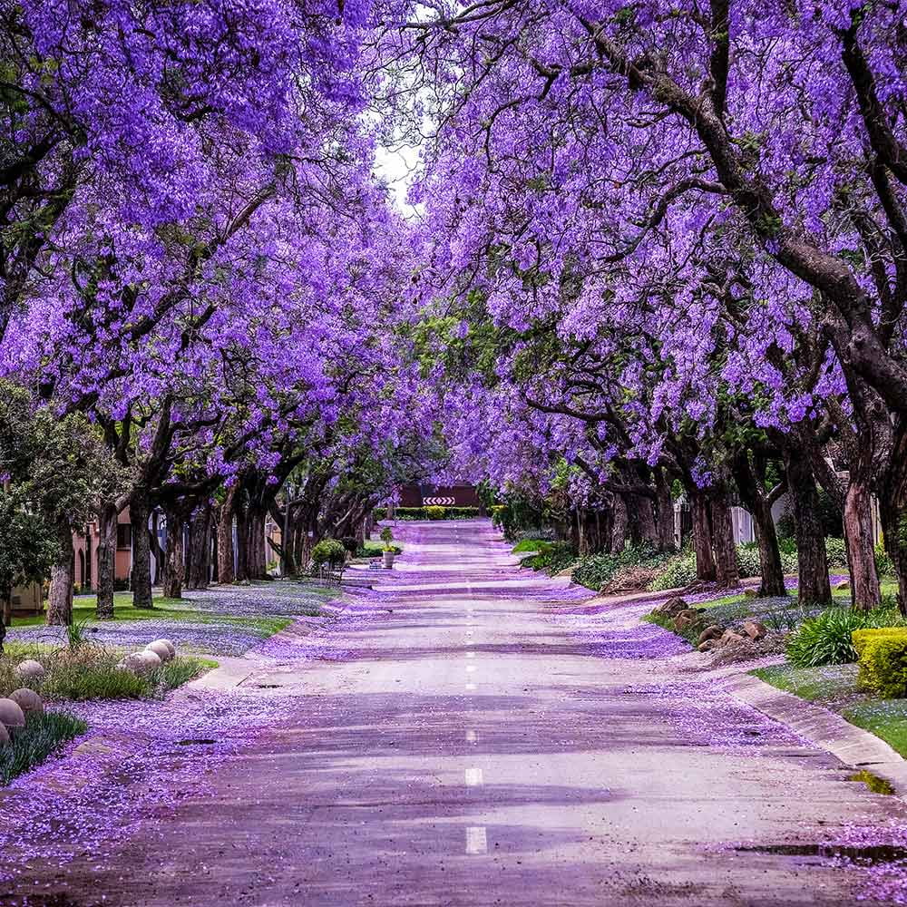 Brighter Blooms - Jacaranda Tree, 2-3 ft. - No Shipping To AZ - Image 10