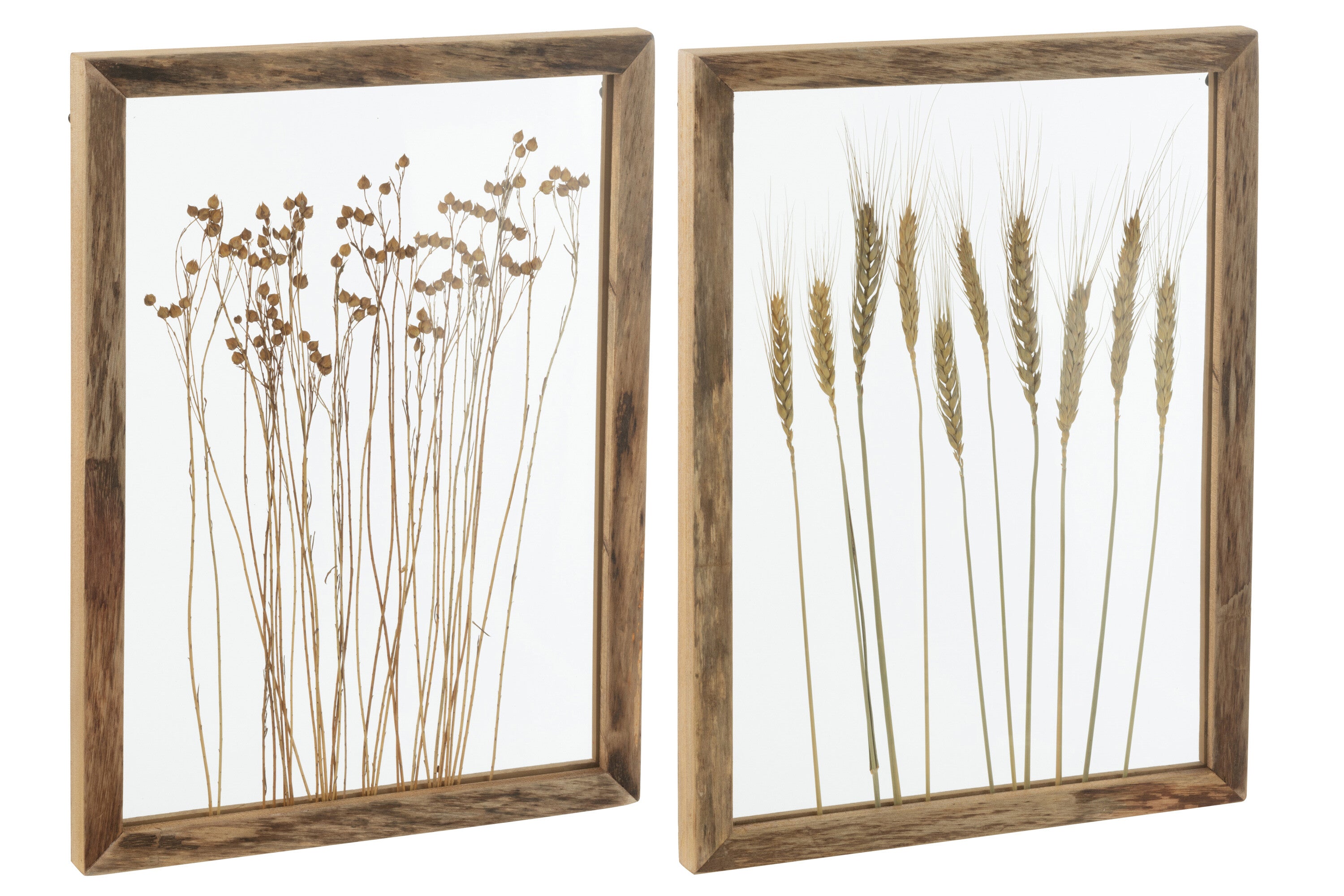 J-Line wanddecoratie Graan - dennenhout glas - transparant b