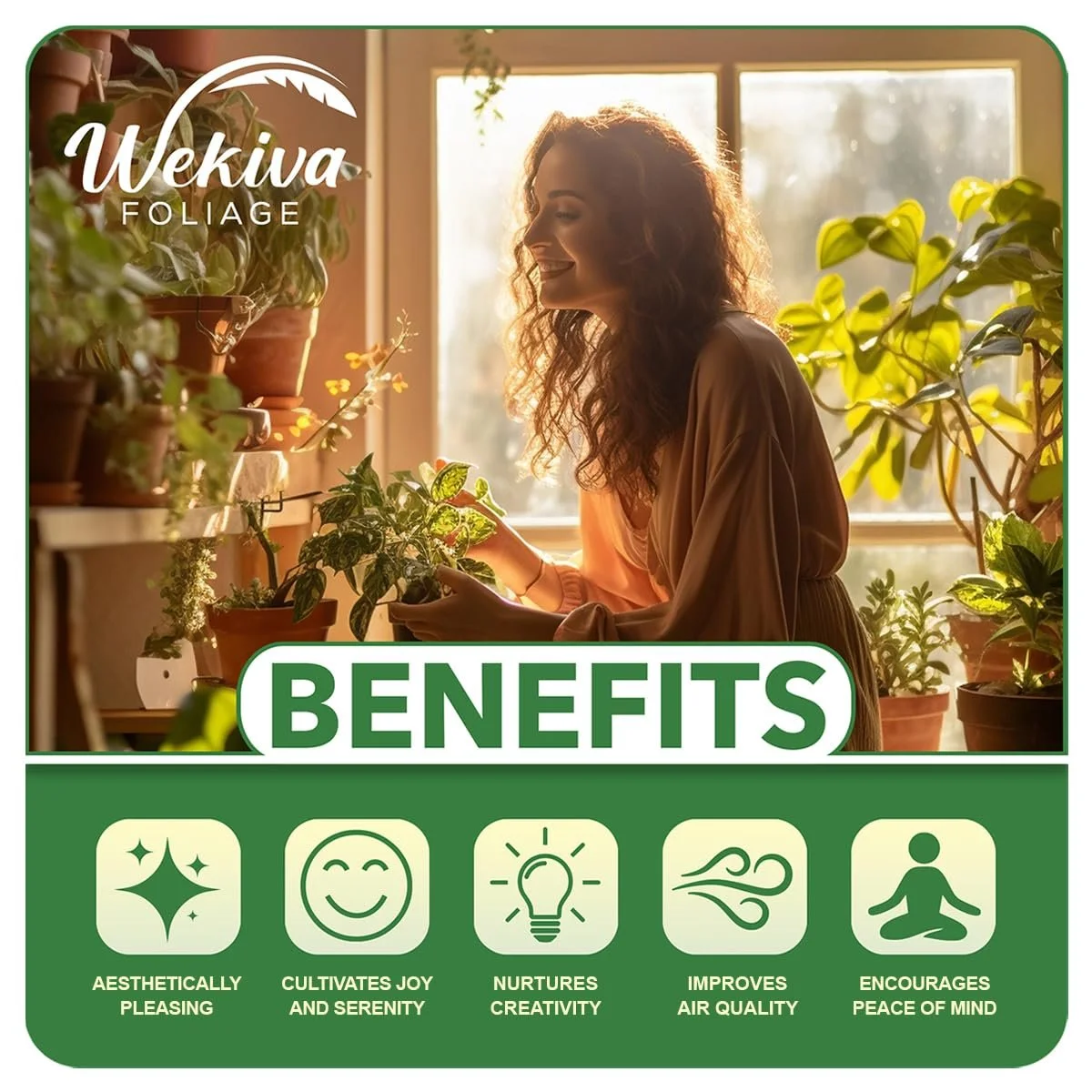 Harvest Moon Mango Tree - Grafted - Live Plant in a 3 Gallon Growers Pot - Mangifera Indica - Beautiful Edible Fruit Bearing Tree for Patio and Garden - Image 5