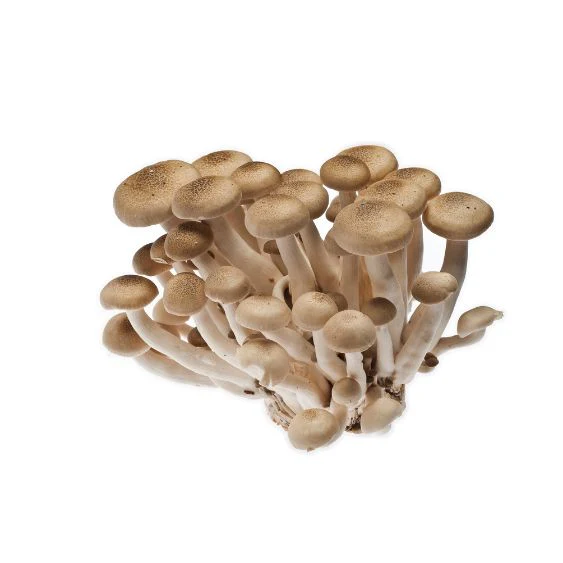 Shimeji Brown – Delicate Asian mushrooms with a fine, nutty aroma