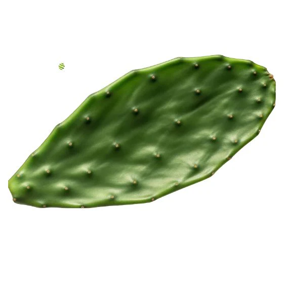Cactus leaves (Nopales) – Exotic & healthy for vegetarian cuisine