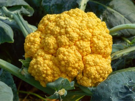 Orange cauliflower – mild power vegetable in bright color