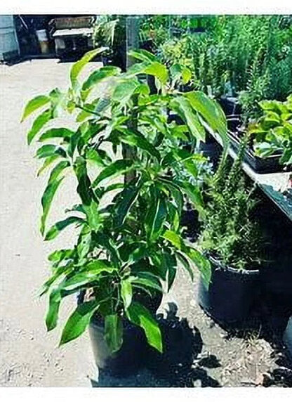 Grafted Mexicola Grande Avocado Tree 2-4FT Tall - Image 4 Grafted Mexicola Grande Avocado Tree 2-4FT Tall - Image 4