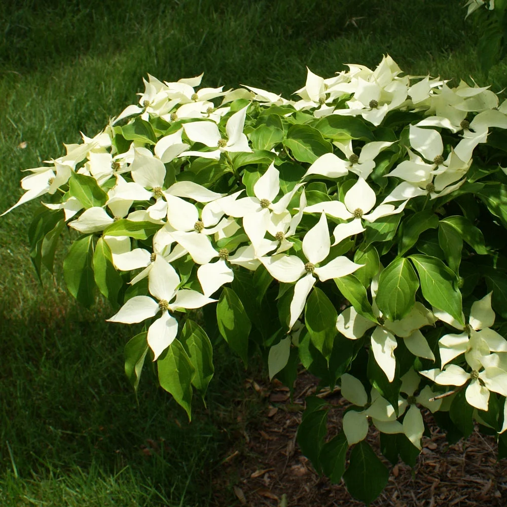 Brighter Blooms - White Kousa Dogwood, 3-4 ft. - No Shipping to AZ, FL - Image 10