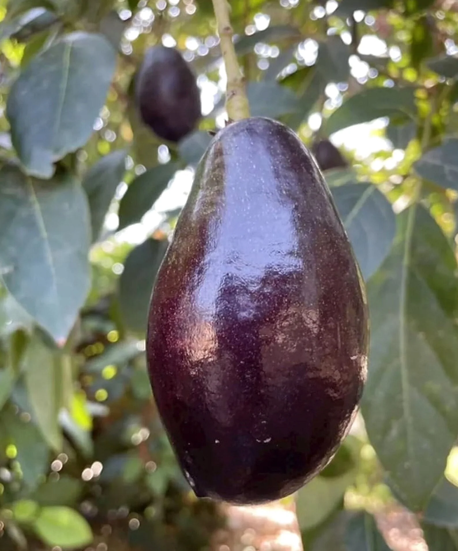 Grafted Mexicola Grande Avocado Tree 2-4FT Tall Grafted Mexicola Grande Avocado Tree 2-4FT Tall