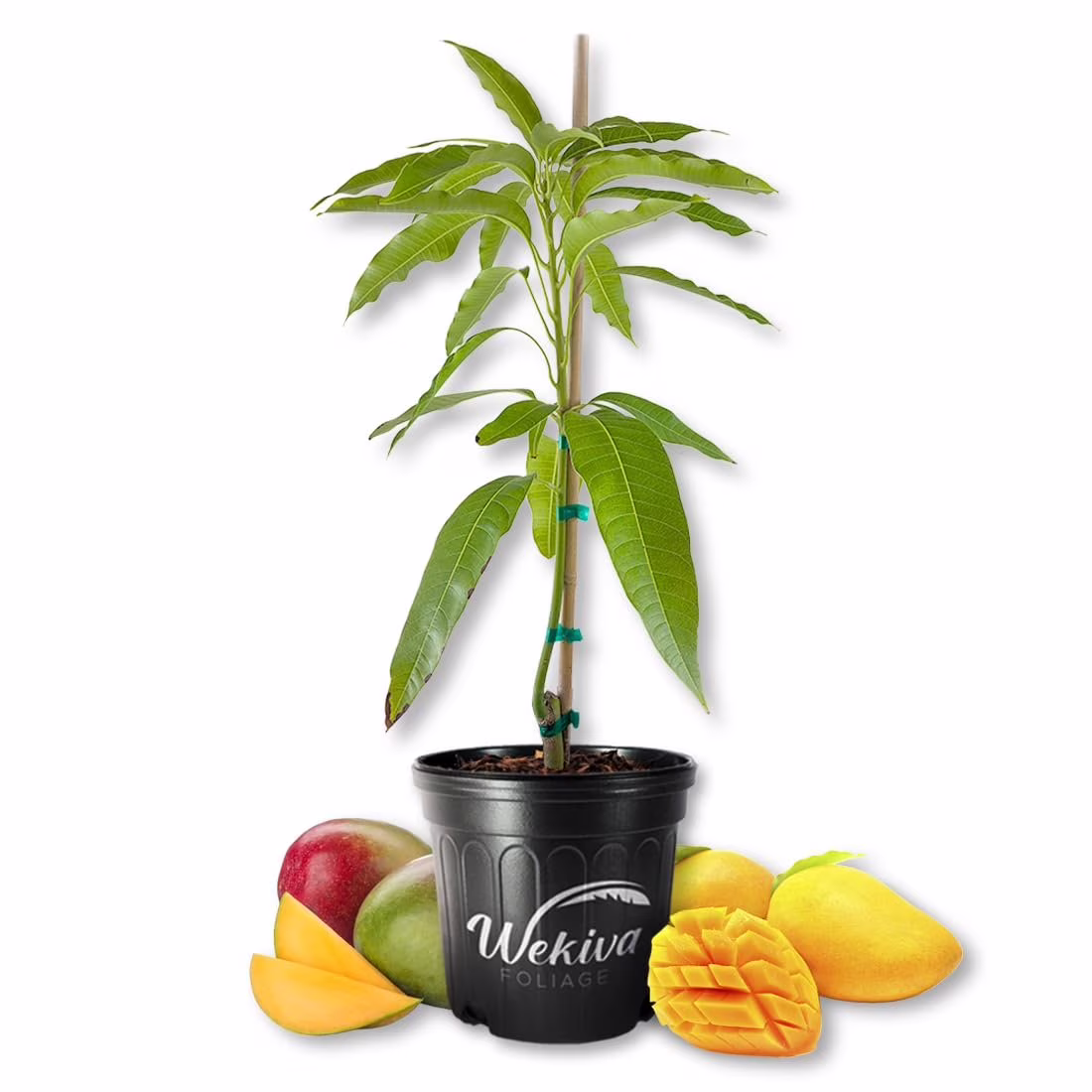 Harvest Moon Mango Tree - Grafted - Live Plant in a 3 Gallon Growers Pot - Mangifera Indica - Beautiful Edible Fruit Bearing Tree for Patio and Garden - Image 54