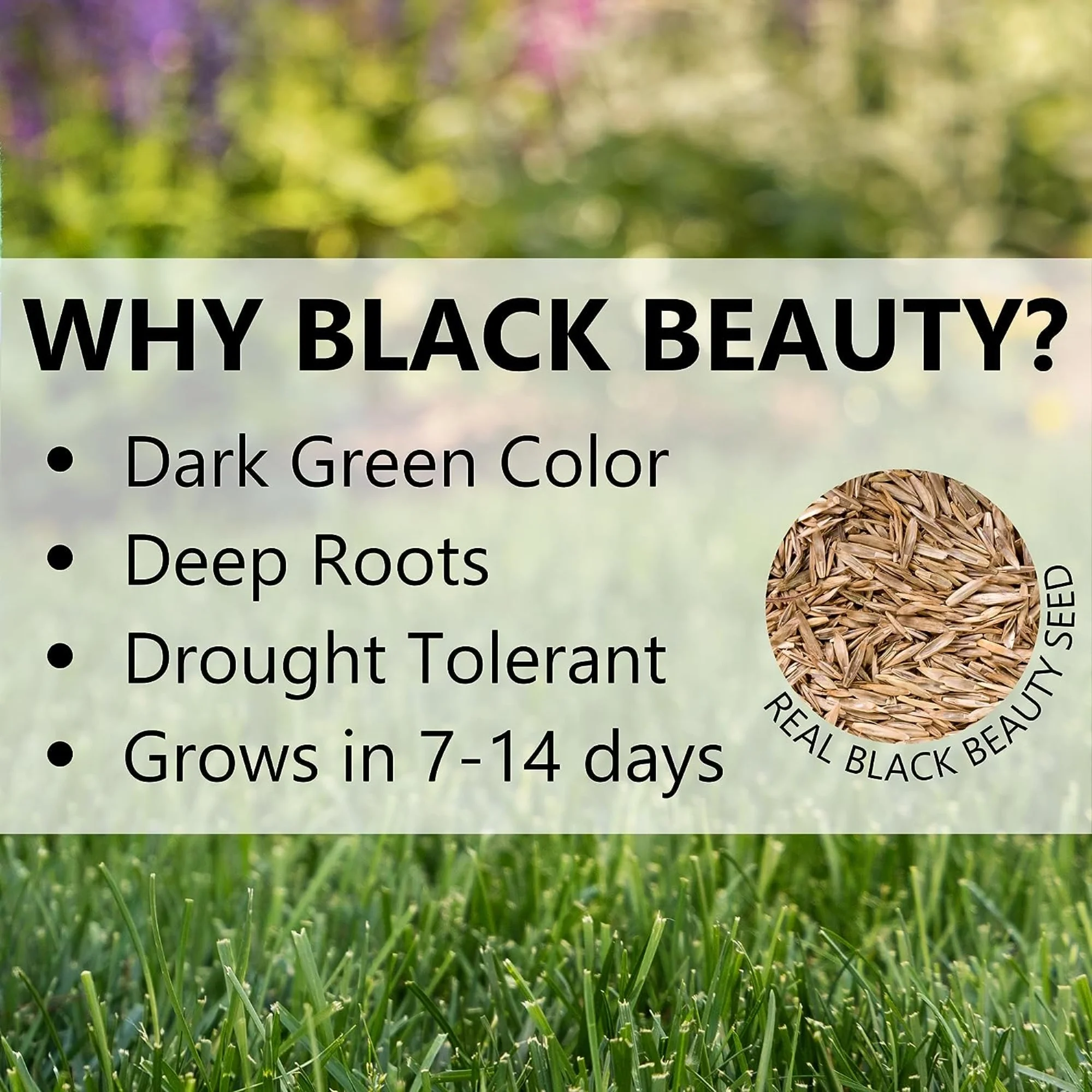 Jonathan Green 10323 Black Beauty Ultra Grass Seed Mix, 25 Pounds - Image 5