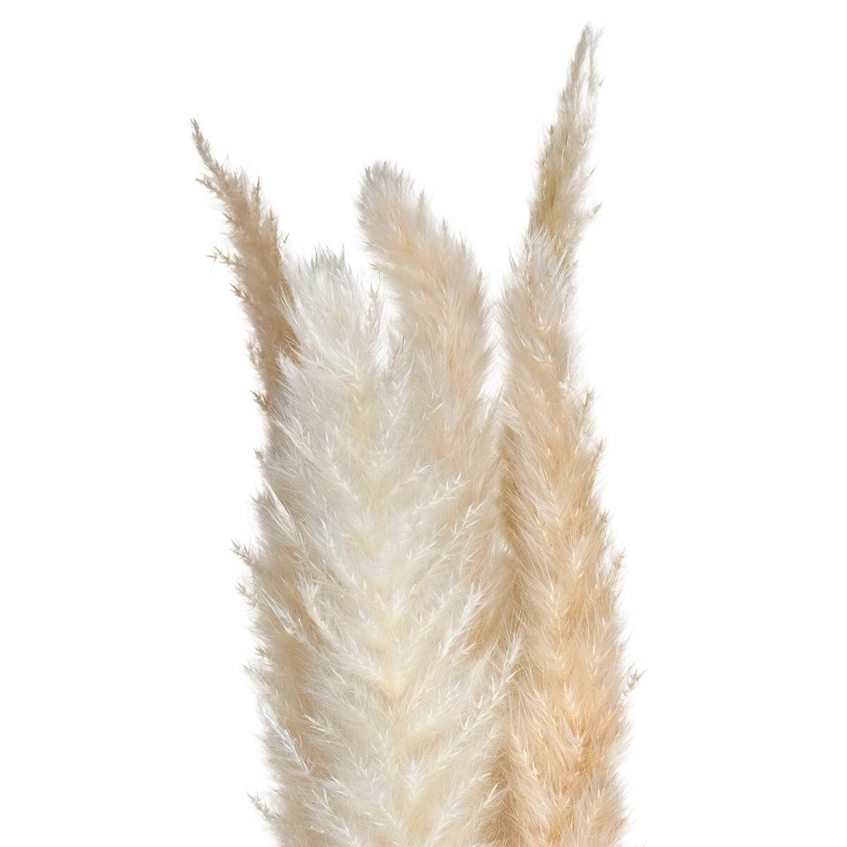 Set of 6 dried flowers "Natural Pampa" Ivory white, H.65 cm