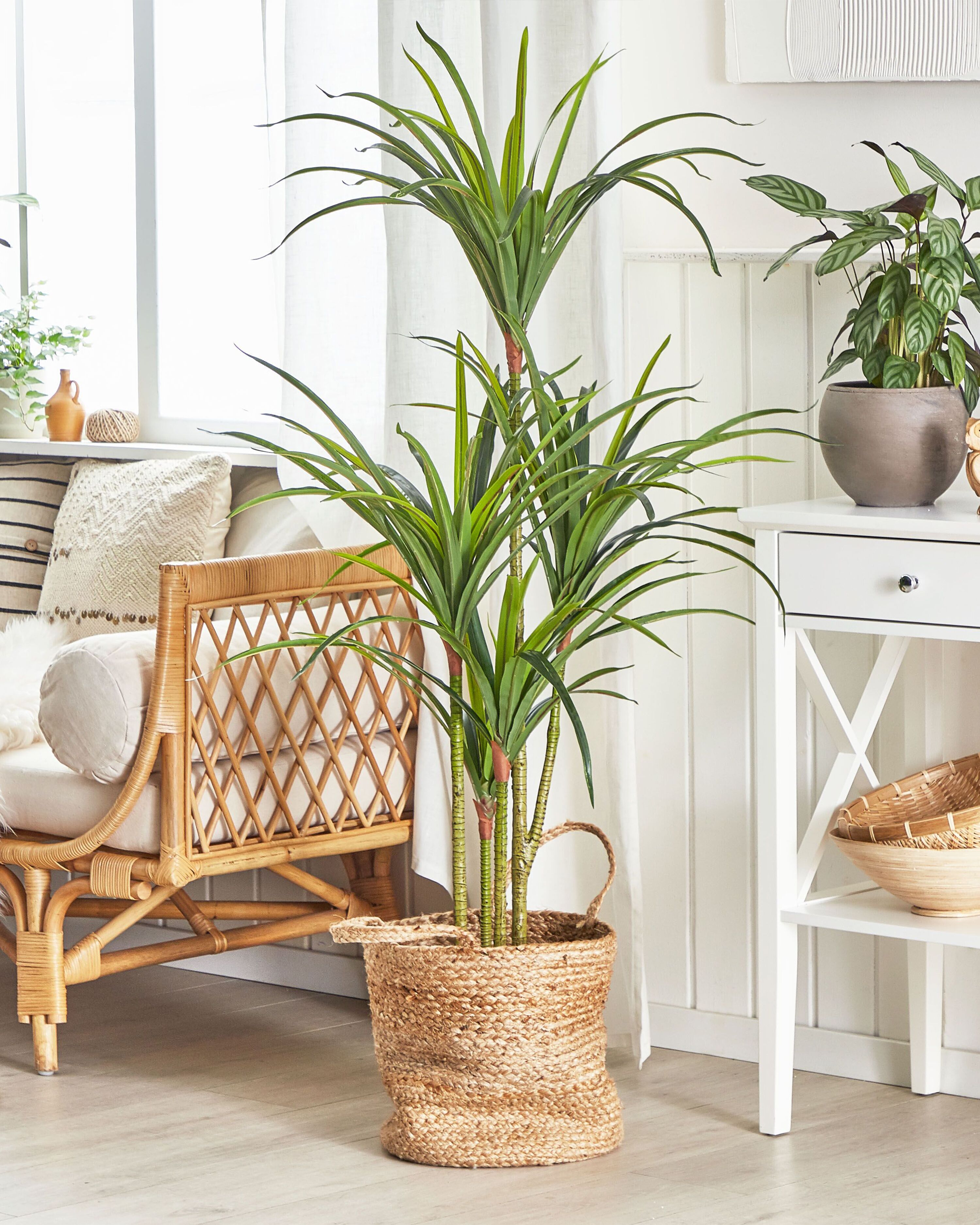 Artificial Plant DRACAENA ANITA 147 cm Green