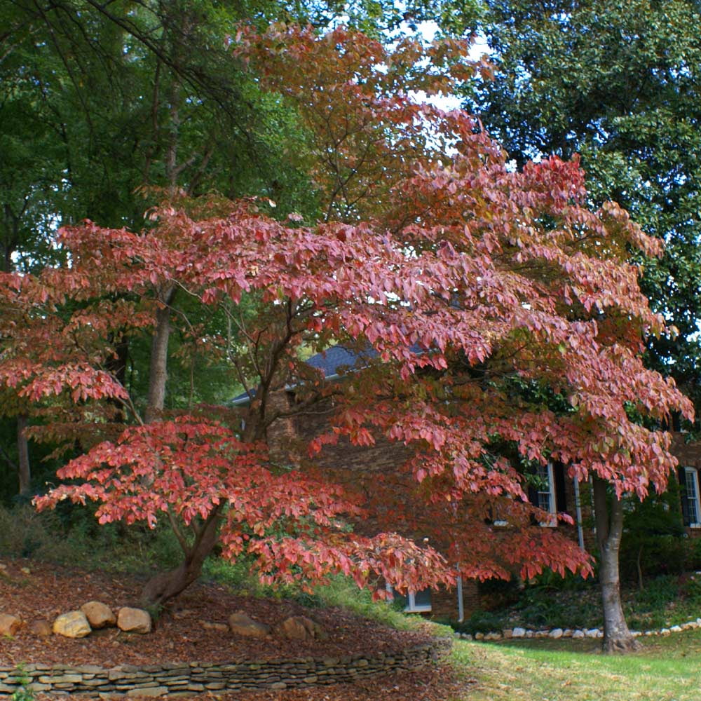 Brighter Blooms - White Kousa Dogwood, 3-4 ft. - No Shipping to AZ, FL - Image 9