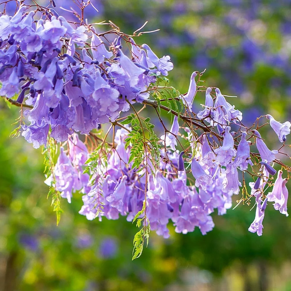 Brighter Blooms - Jacaranda Tree, 2-3 ft. - No Shipping To AZ - Image 4
