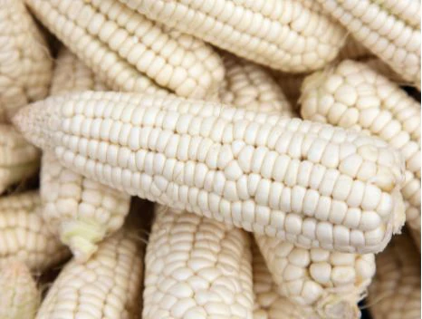 White corn (Choclo) – coarse-grained specialty from the Andes